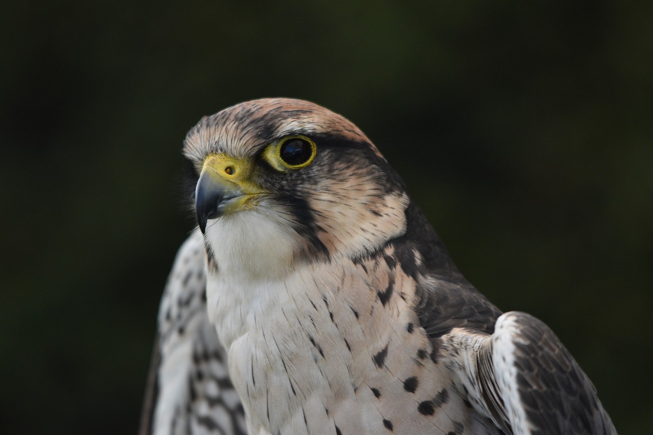 a close up of a bird of prey, a picture, by Robert Brackman, pexels, hurufiyya, large black eyes, flat triangle - shaped head, speckled, looking to his side