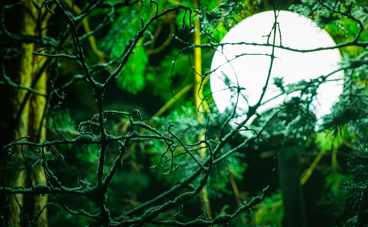 a bird sitting on a branch in front of a full moon, a stock photo, inspired by Elsa Bleda, magical realism, lush green deep forest, shot with a canon 20mm lens, tree of life inside the ball, dense coniferous forest. spiders