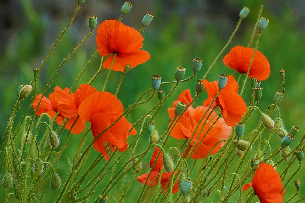 a bunch of red poppies sitting on top of a lush green field, by Jan Rustem, gray and orange colours, closeup - view, 3 0 0 mm, frank hampson