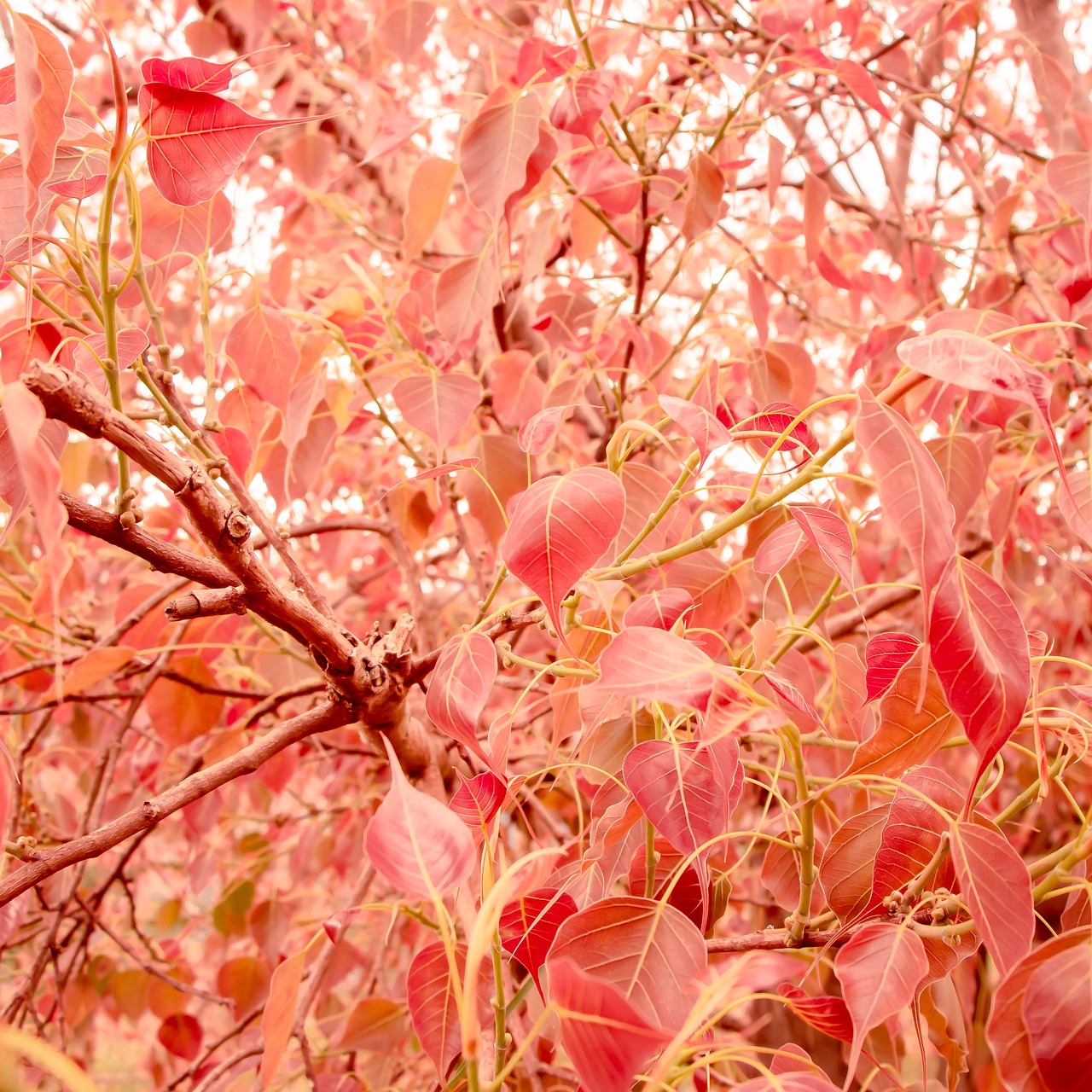 a close up of a tree with red leaves, by Nathalie Rattner, color field, soft light 4 k in pink, alexander abdulov, candy forest, leaves in the air