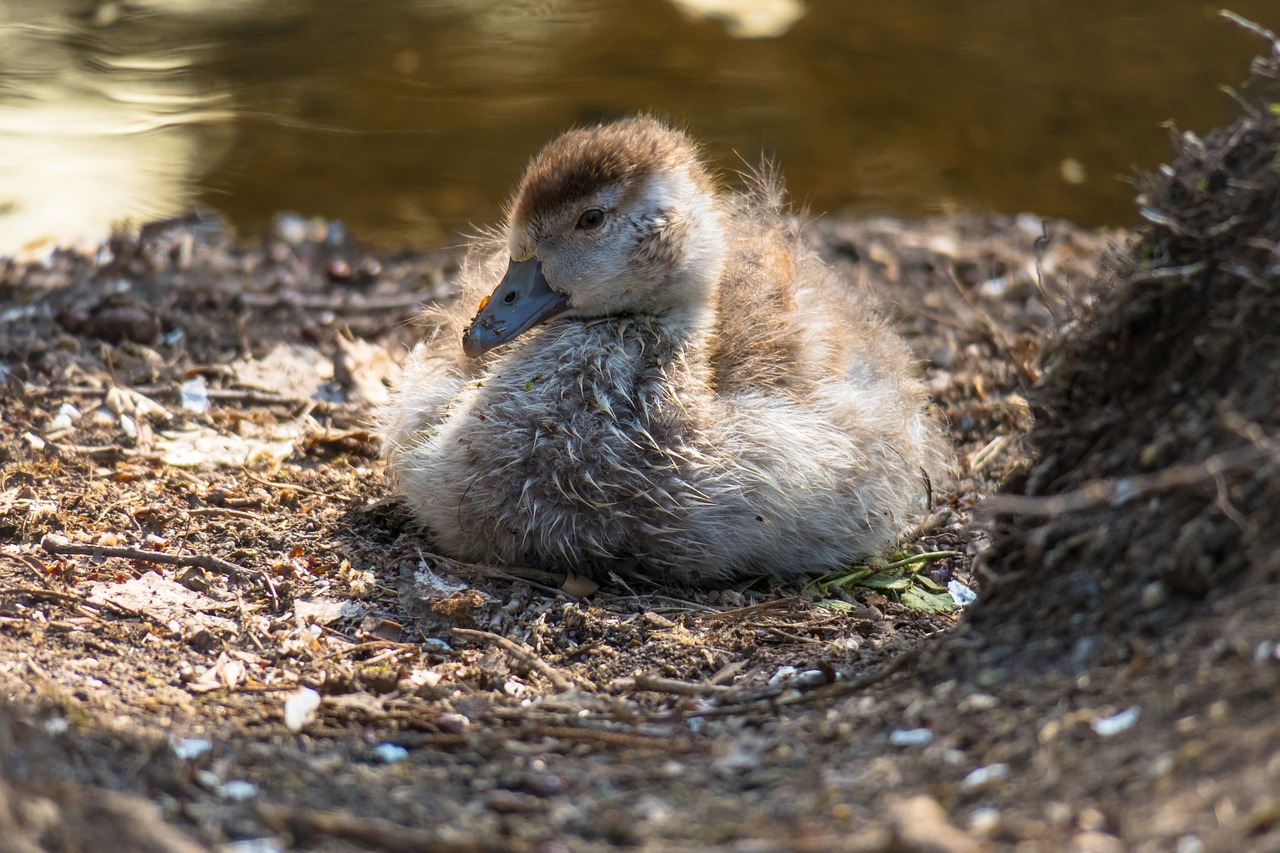 a duck that is sitting in the dirt, a picture, renaissance, maternal photography 4 k, nearly napping, in a sunbeam, swanland