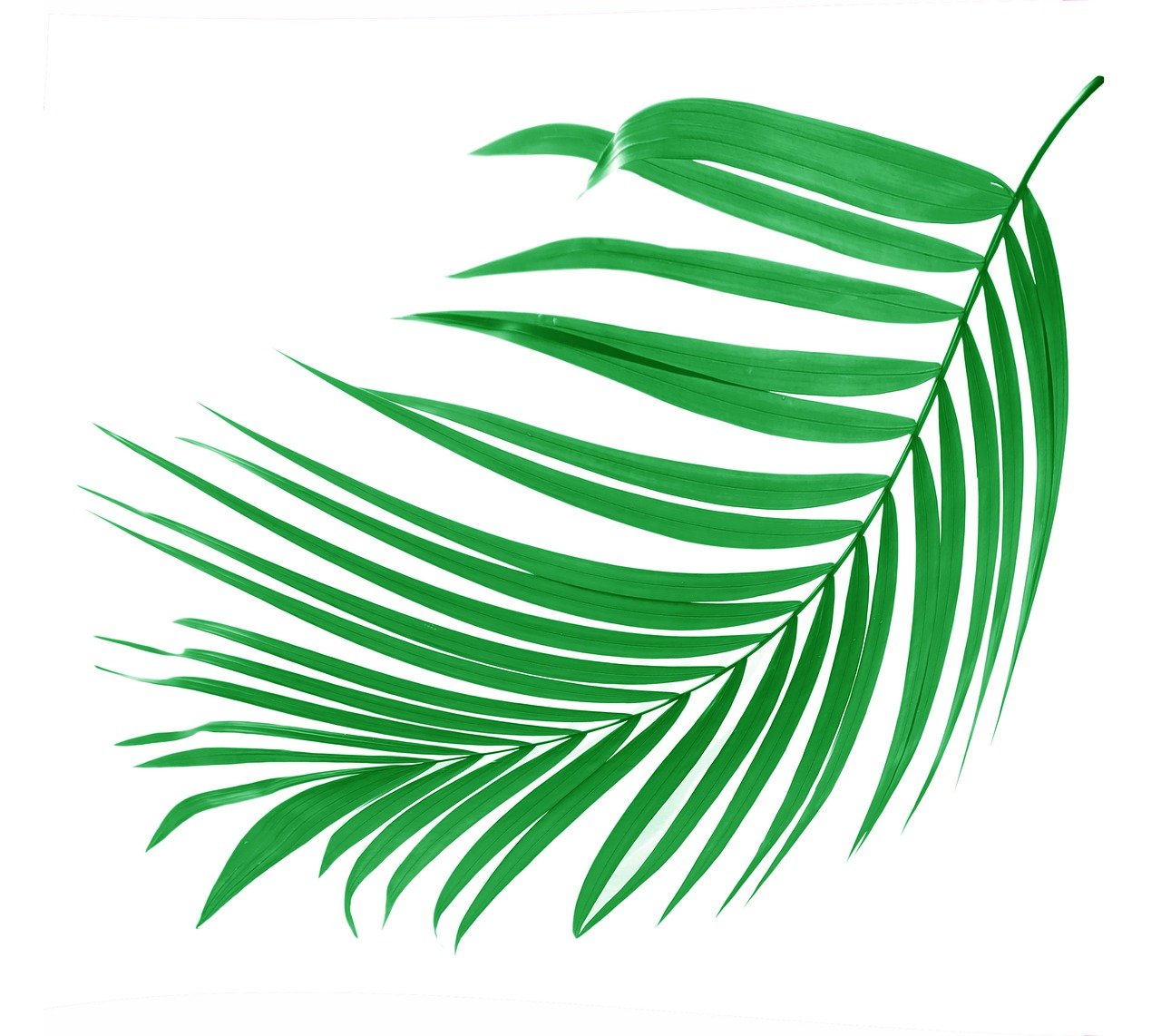 a green palm leaf on a white background, an illustration of, inspired by Masamitsu Ōta, digitial painting, flash photo, various posed, air brush illustration
