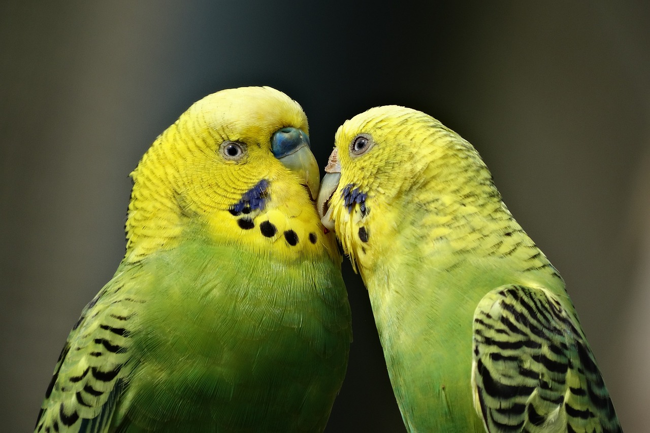 two yellow and green parakeets standing next to each other, a picture, trending on pixabay, romanticism, kissing smile, highly intricate, biopic, kissing together