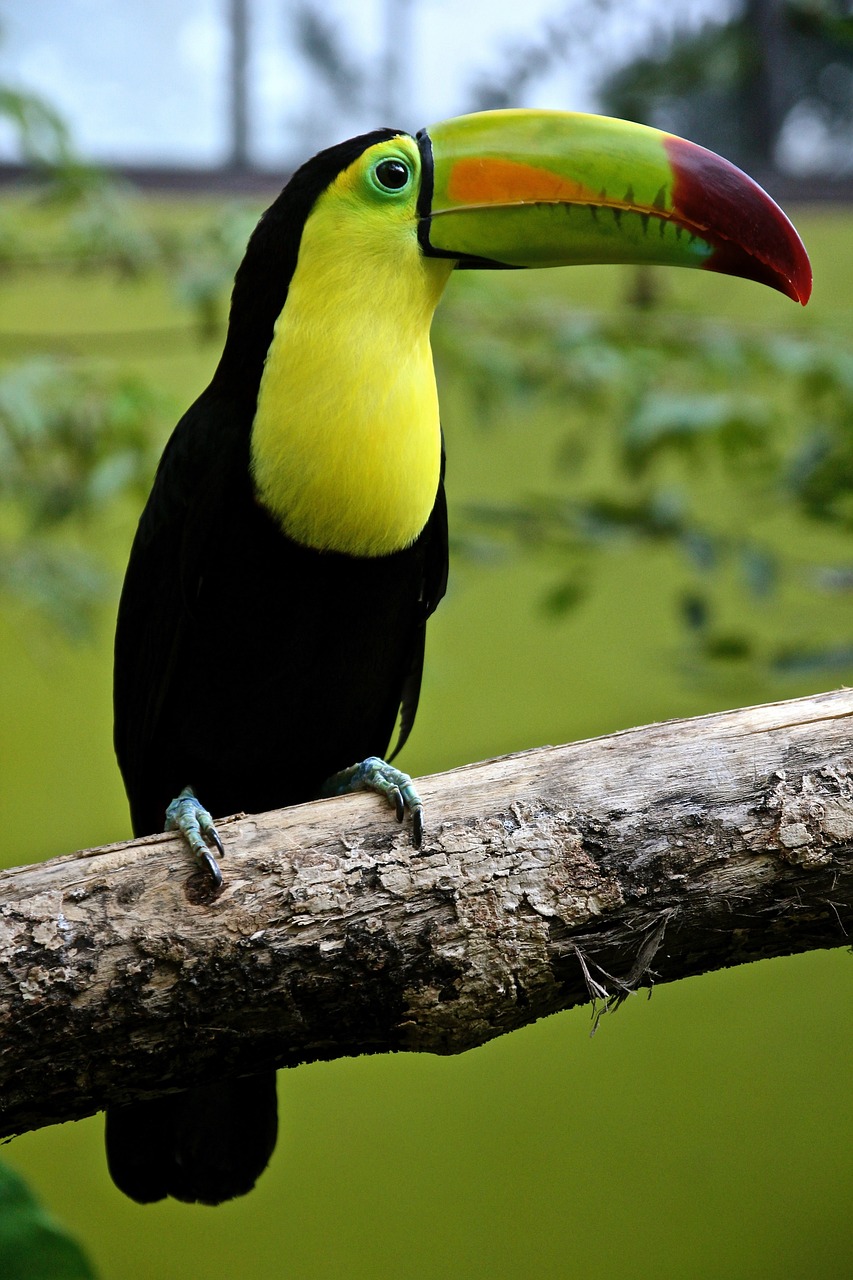 a black and yellow bird sitting on a branch, flickr, hurufiyya, toucan, monitor, photograph credit: ap, travel
