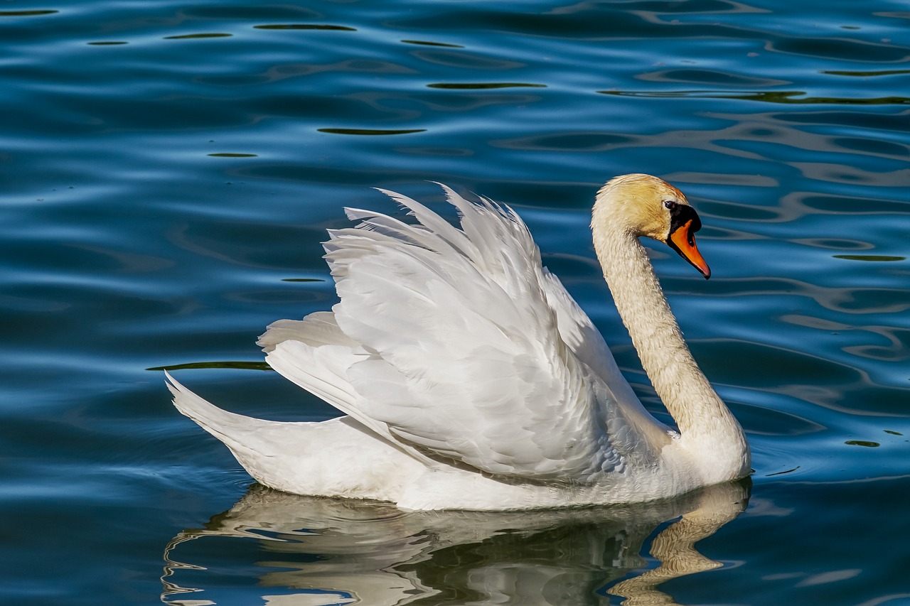 a white swan floating on top of a body of water, a portrait, by Hans Schwarz, pixabay, arabesque, arms extended, thick fluffy tail, various posed, on a sunny day