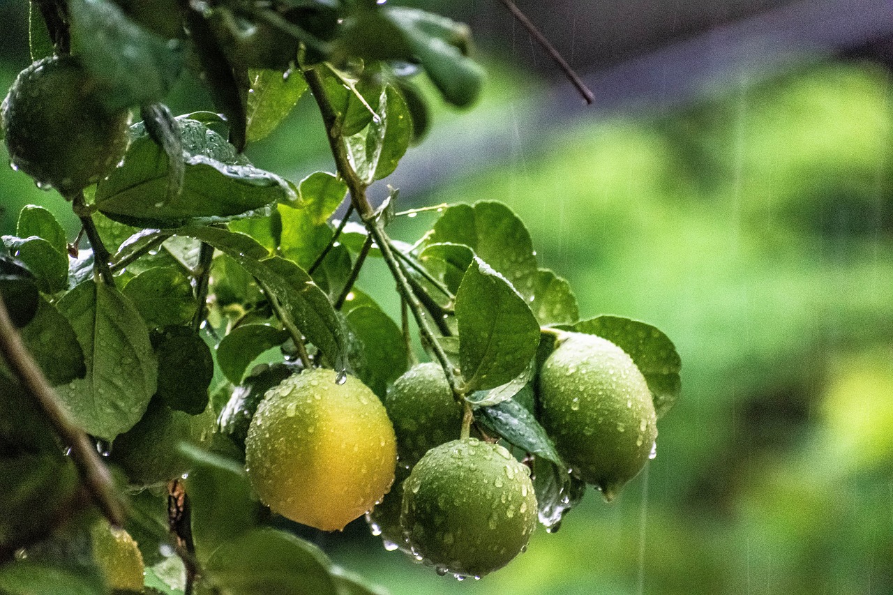 a bunch of lemons hanging from a tree, a picture, by Dietmar Damerau, rainy storm, lime, not cropped, 🐿🍸🍋