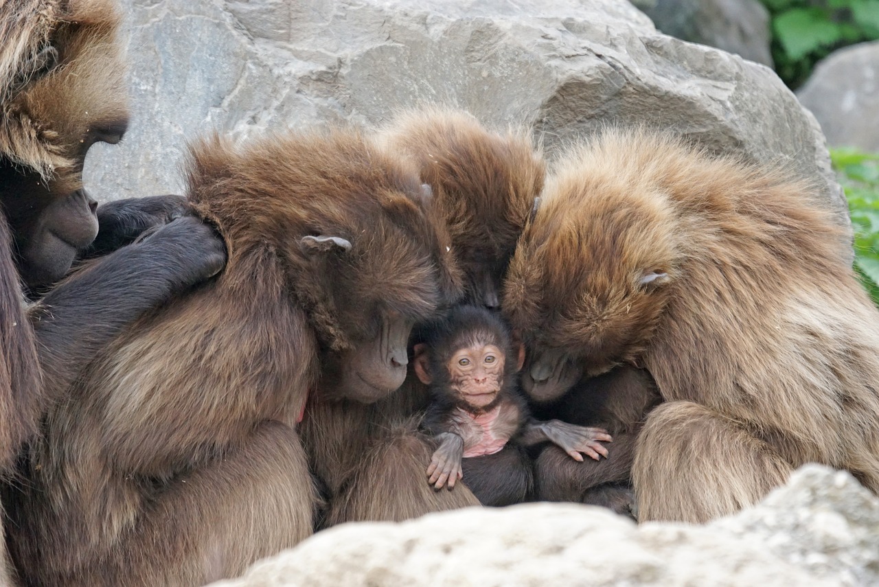 a group of monkeys sitting on top of a pile of rocks, a picture, by Jan Tengnagel, flickr, covered in matted fur, the birth, holding close, family photo