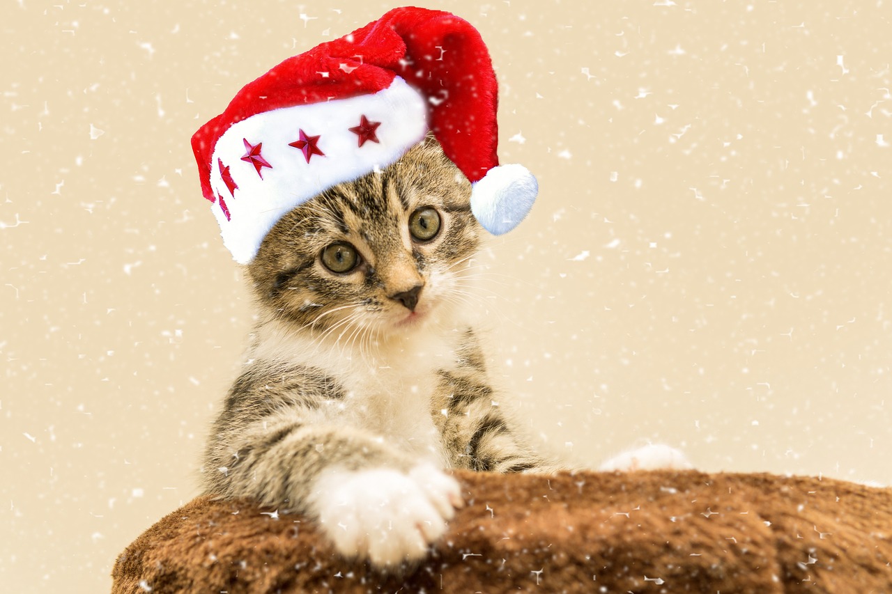 a close up of a cat wearing a santa hat, shutterstock, furry art, 💣 💥, with stars, kitten sandwish, high quality wallpaper