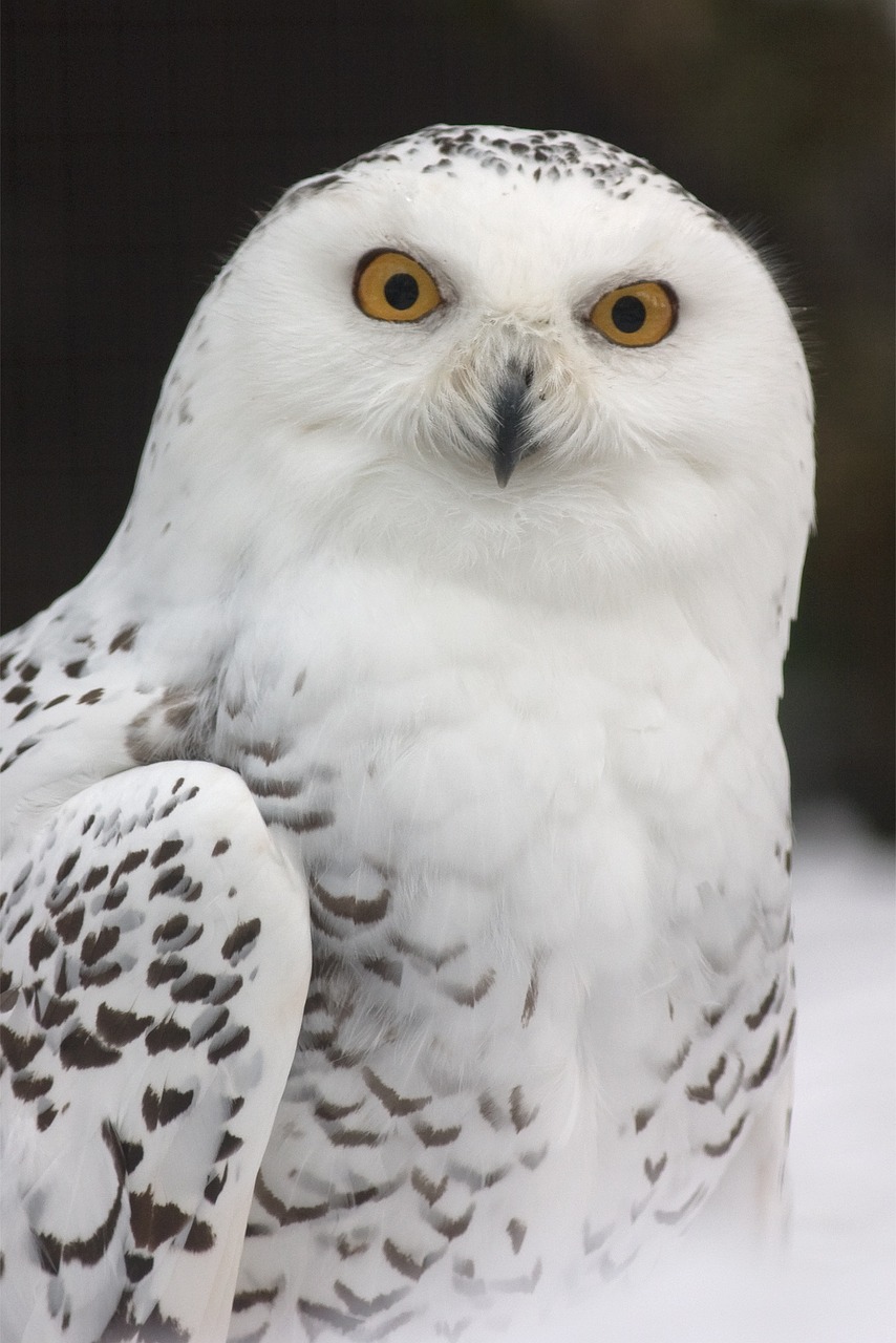 a white owl sitting on top of a snow covered ground, a portrait, by Dave Allsop, pixabay, hurufiyya, wide golden eyes, white witch, closeup 4k, she is facing the camera