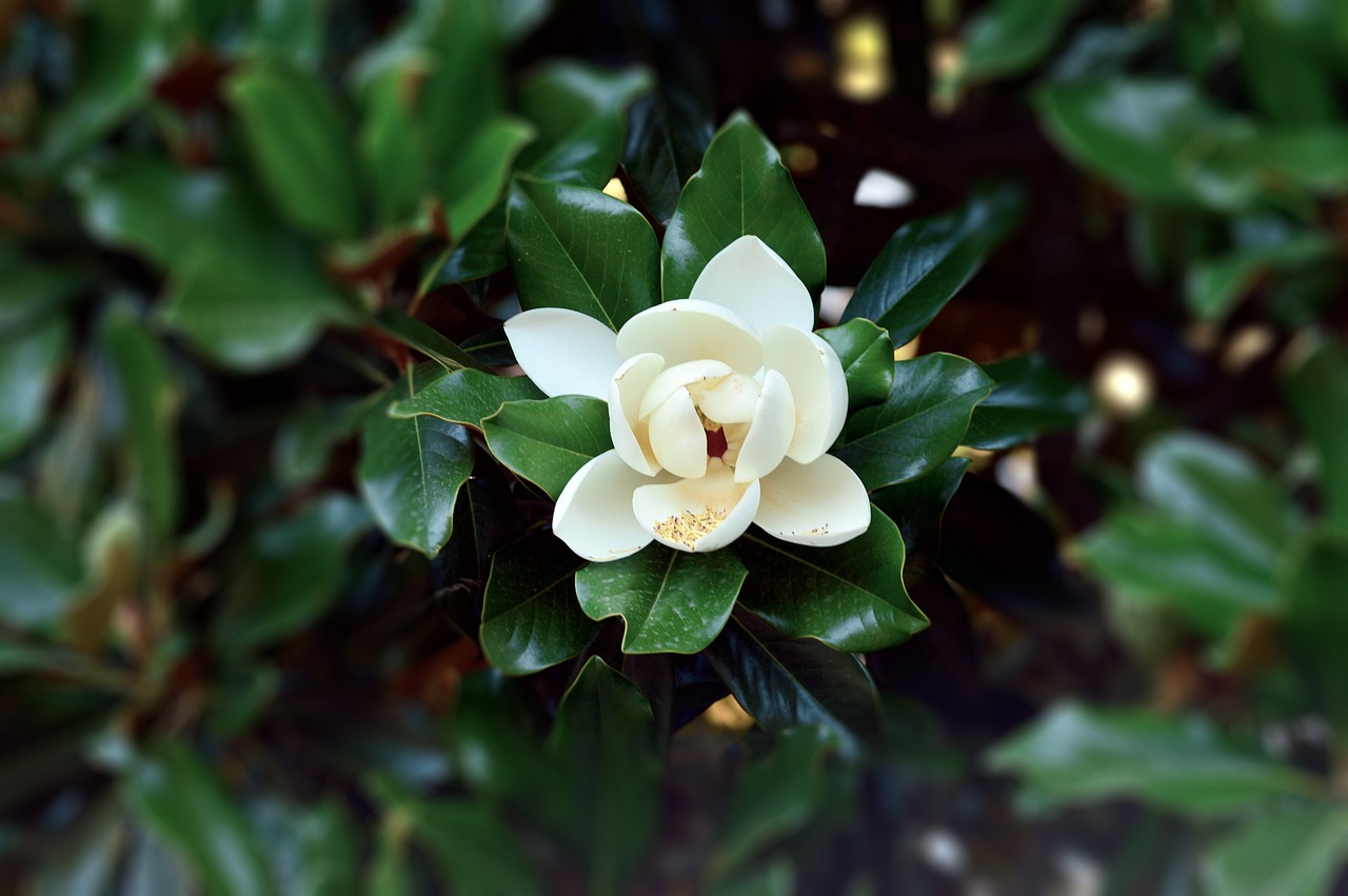 a close up of a white flower with green leaves, a portrait, shutterstock, hurufiyya, magnolia, louisiana, highly detailed saturated, very sharp photo