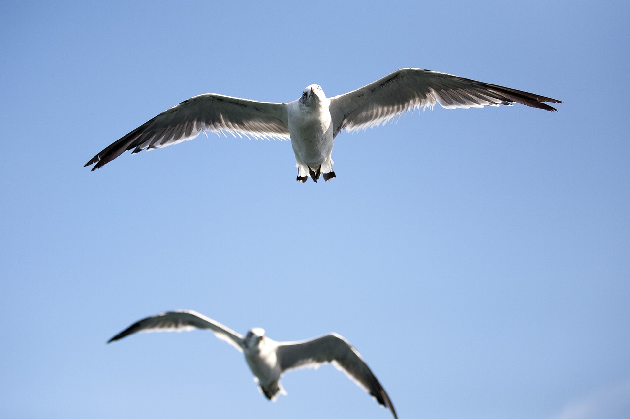 a couple of seagulls flying through a blue sky, a picture, by David Budd, worms eye view, istockphoto, the photo was taken from a boat, walking towards the camera