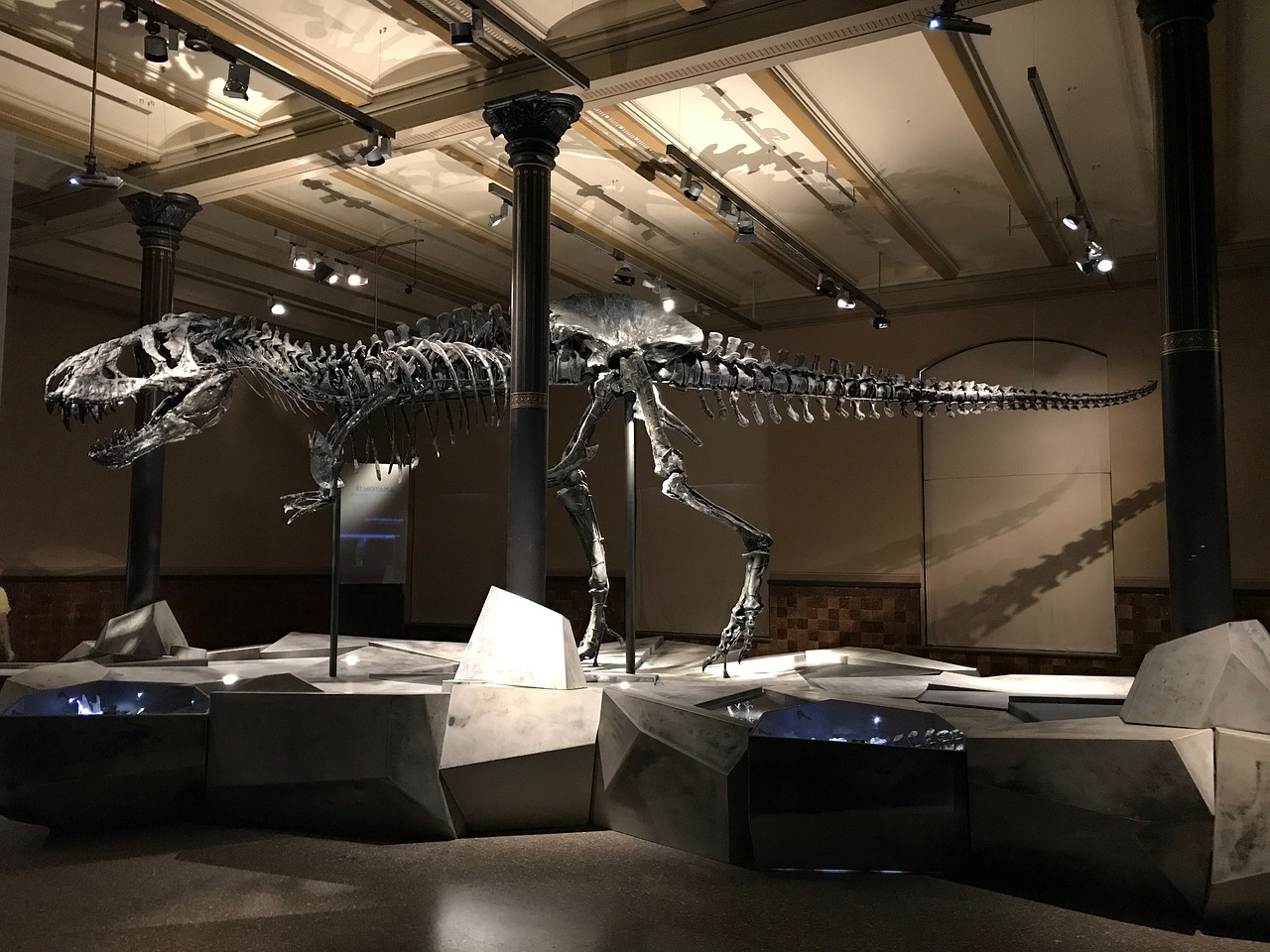 a large dinosaur skeleton on display in a museum, a photo, by Tom Wänerstrand, marble room, light lighting side view, photo taken in 2018, gray