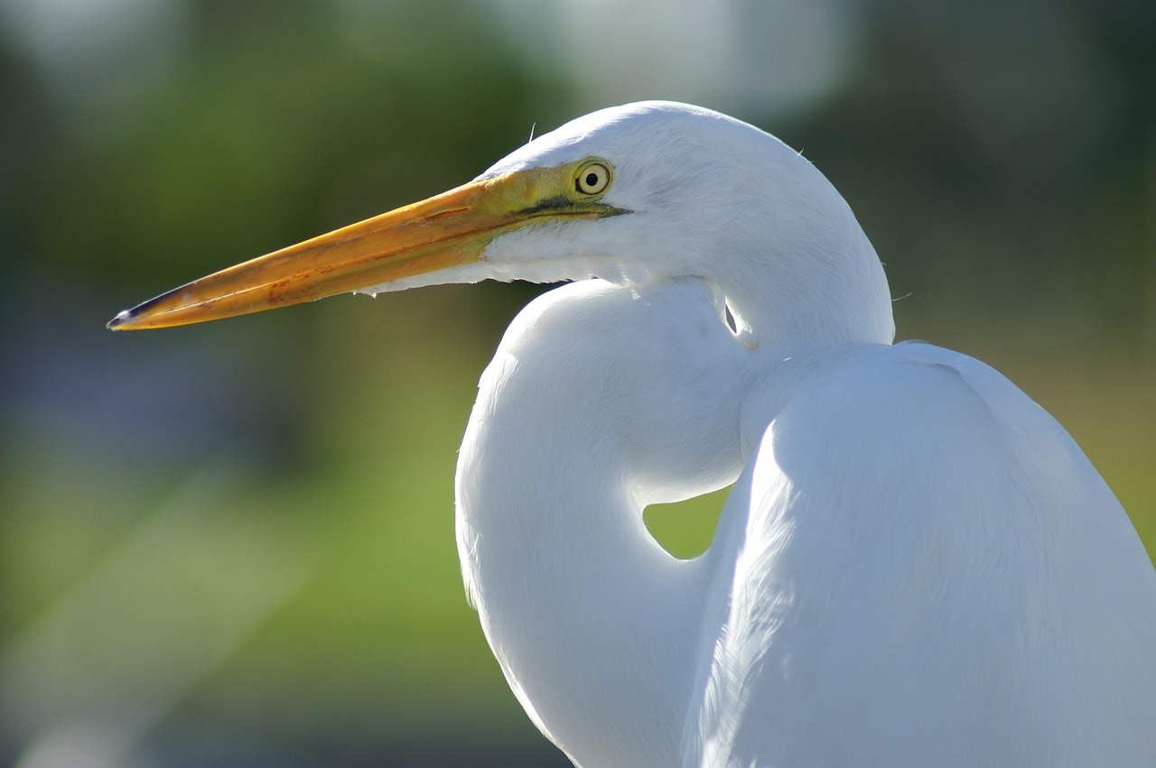 a close up of a white bird with a yellow beak, long neck, heron, swoosh, magnificent oval face