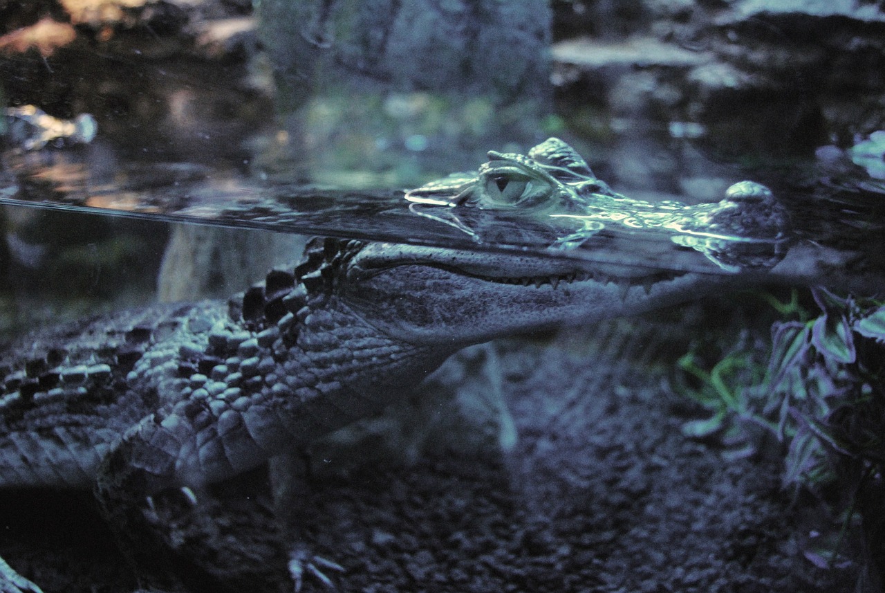 a close up of an alligator in the water, unsplash, fuji superia, zoo, chilling 4 k, bioluminiscent creature