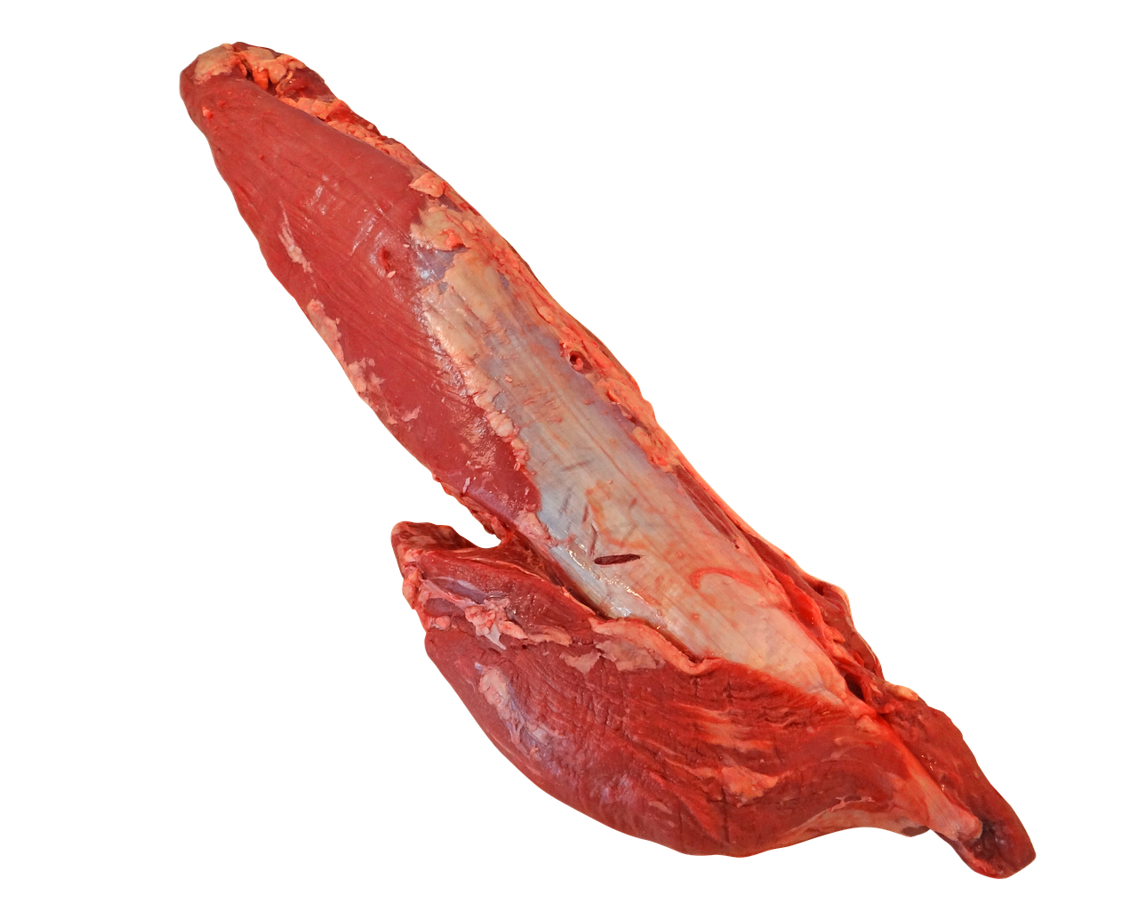 a piece of meat sitting on top of a piece of meat, by Thomas de Keyser, featured on zbrush central, underside of a fox paw, full - view, donkey ears, ca. 2001