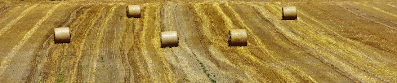 hay bales in a field with trees in the background, a photo, pixabay, land art, top - down photograph, liquid gold, ilustration, high resolution photo