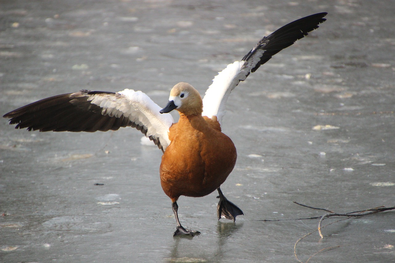 a brown and white duck standing on top of a frozen lake, a photo, arabesque, look like someone is dancing, bald, caramel, 2 arms and 2 legs