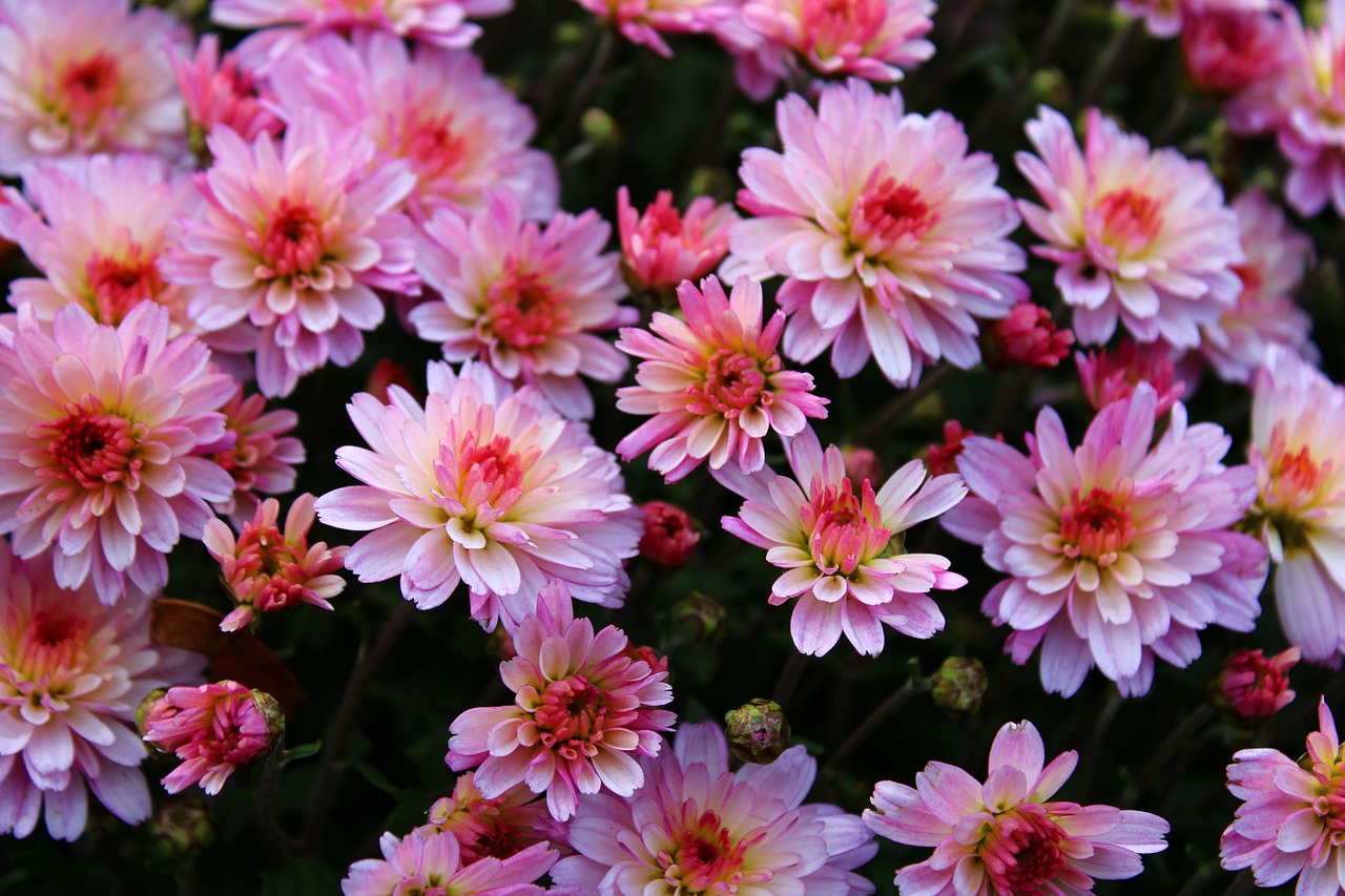 a close up of a bunch of pink flowers, a picture, by Rhea Carmi, chrysanthemum eos-1d, garden with flowers background, autum, beijing