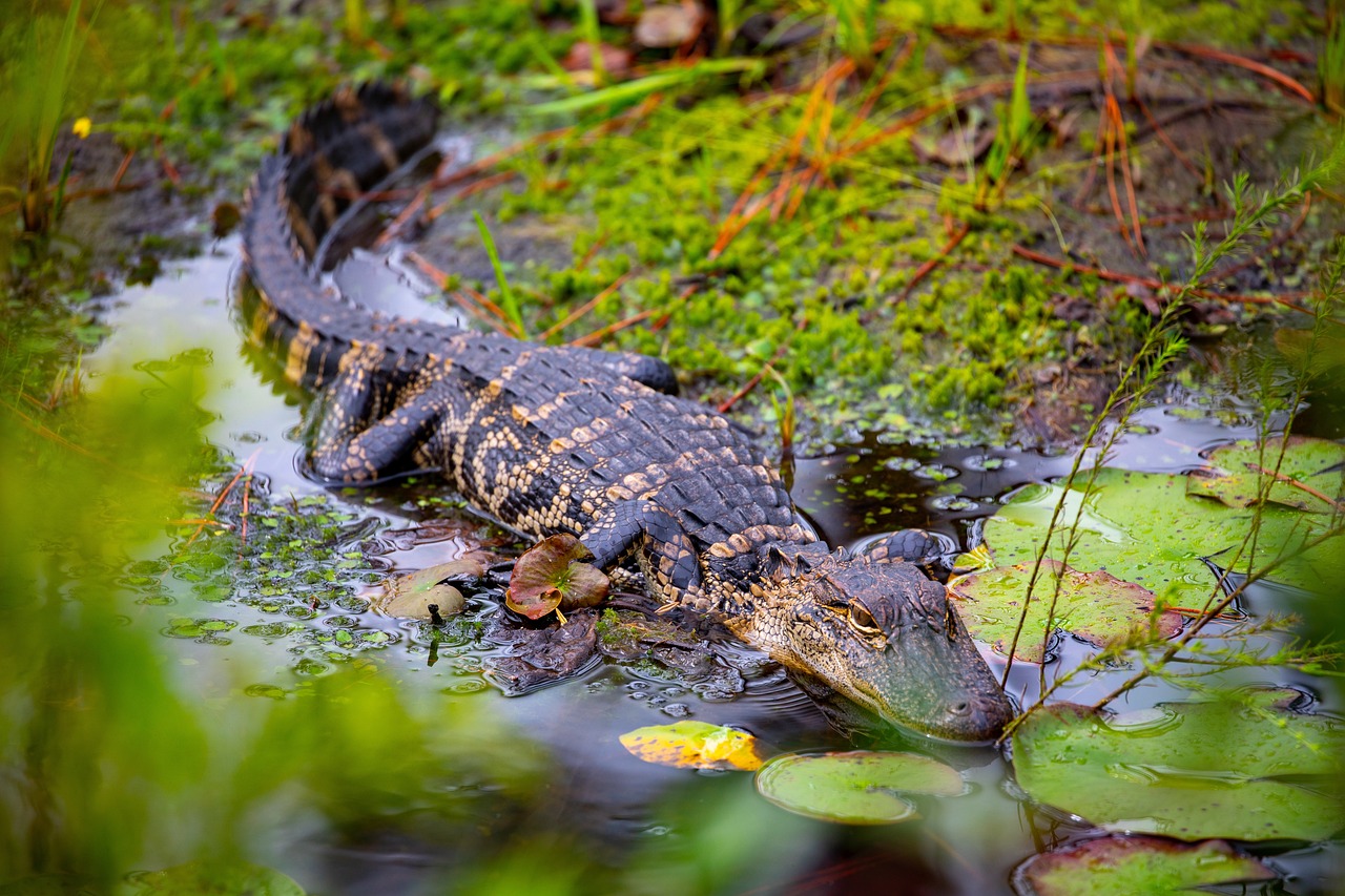 an alligator that is laying down in some water, a picture, by Emanuel Witz, shutterstock, amongst foliage, louisiana, 🦩🪐🐞👩🏻🦳, shot on nikon z9