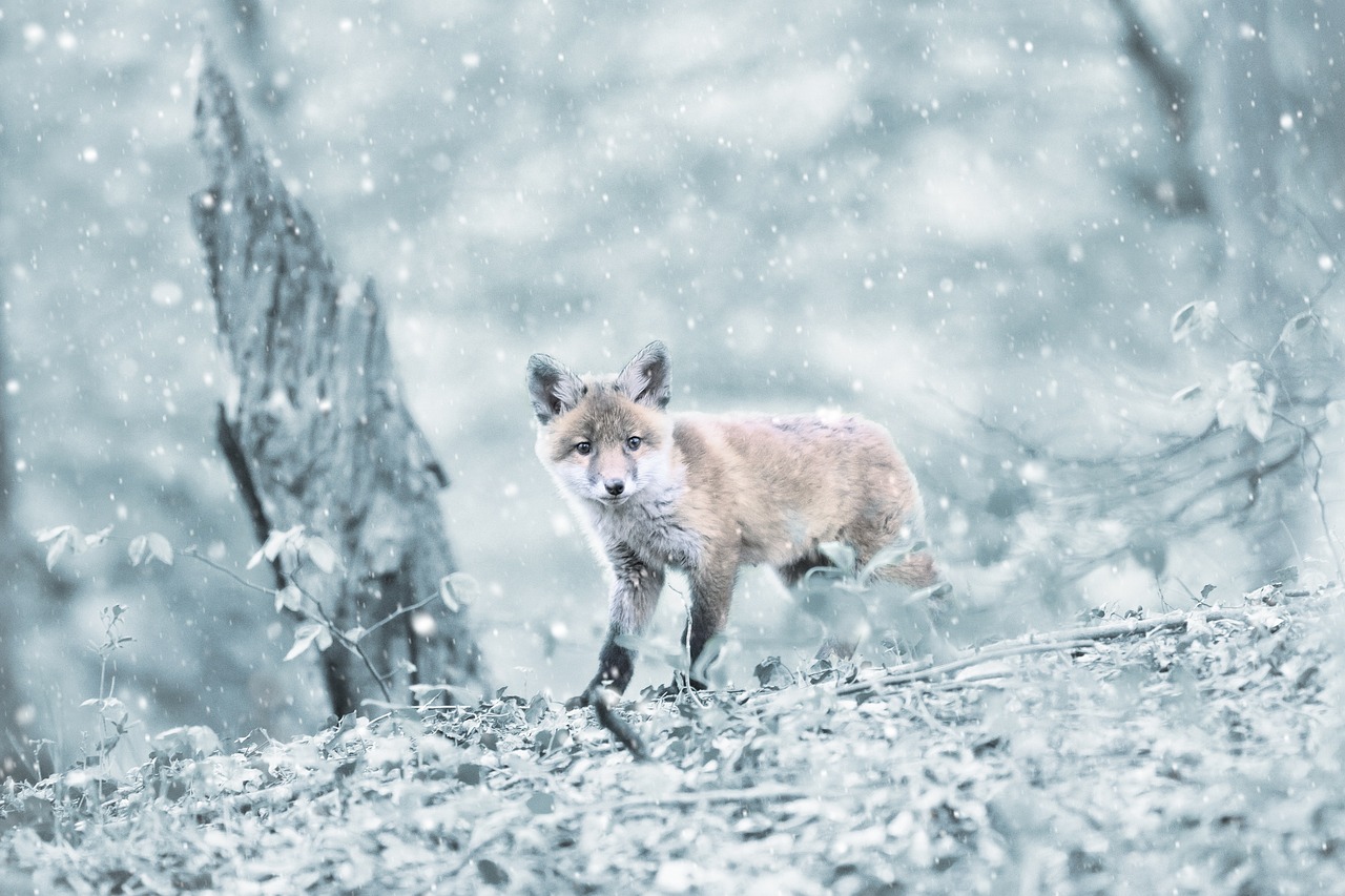 a fox that is standing in the snow, by Adam Marczyński, ethereal fox, cub, ermine, 1 2 k