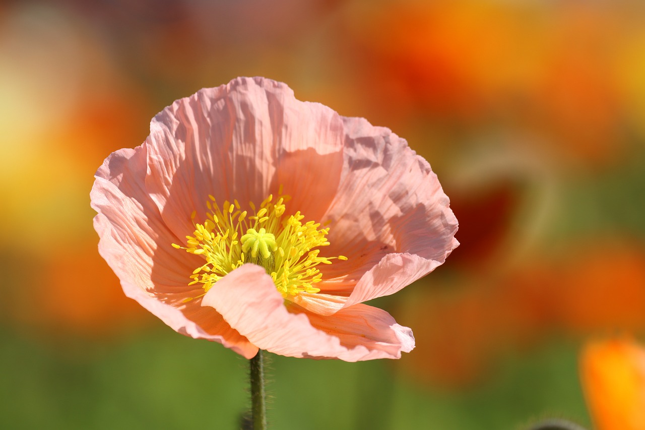 a close up of a pink flower in a field, by Robert Brackman, shutterstock, poppies, orange yellow ethereal, stock photo, flowing salmon-colored silk