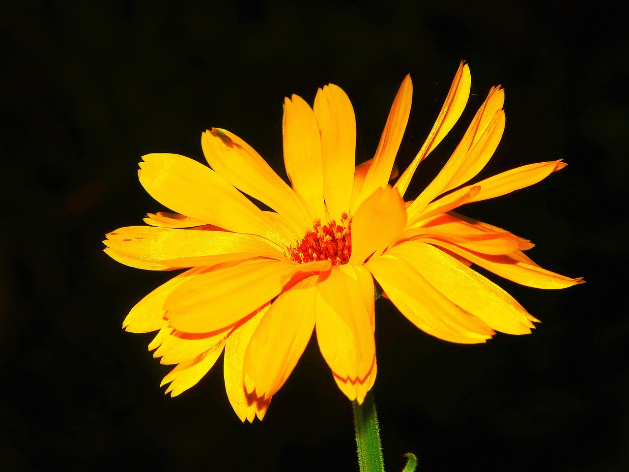 a close up of a yellow flower on a stem, by Tom Carapic, rasquache, bright on black, giant daisy flowers head, orange glow, closeup photo