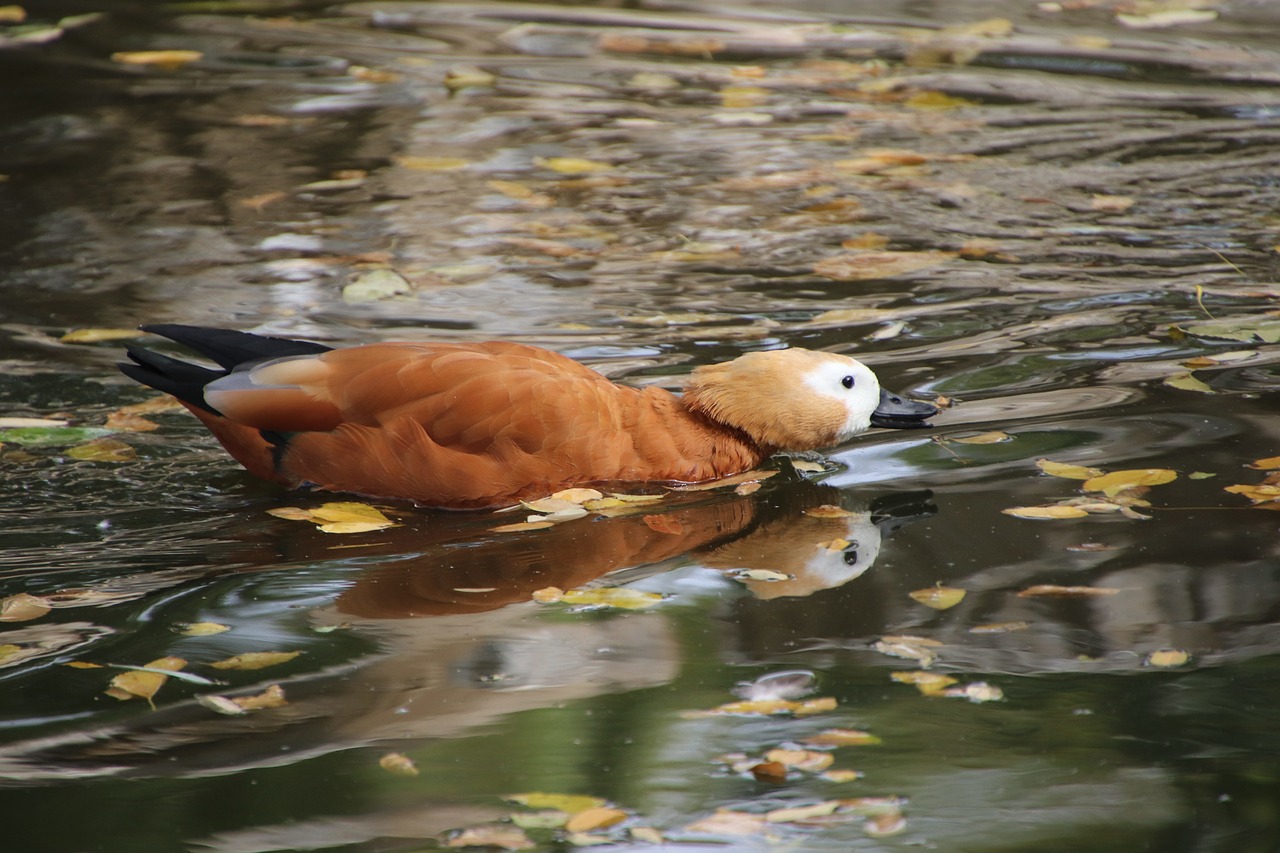 a duck floating on top of a body of water, baroque, bald male swashbuckler, camera photo