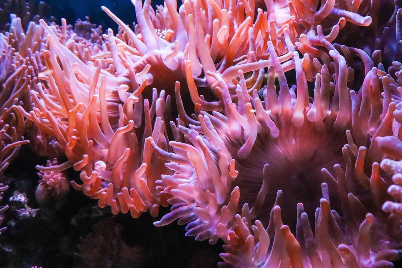 a close up of an orange sea anemone, twirling glowing sea plants, pink white turquoise, yet unrecognizable, aquarium