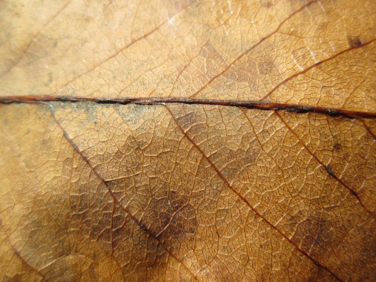 a close up of a leaf on a table, a macro photograph, renaissance, skin texture like a brain, ocher details, grain”