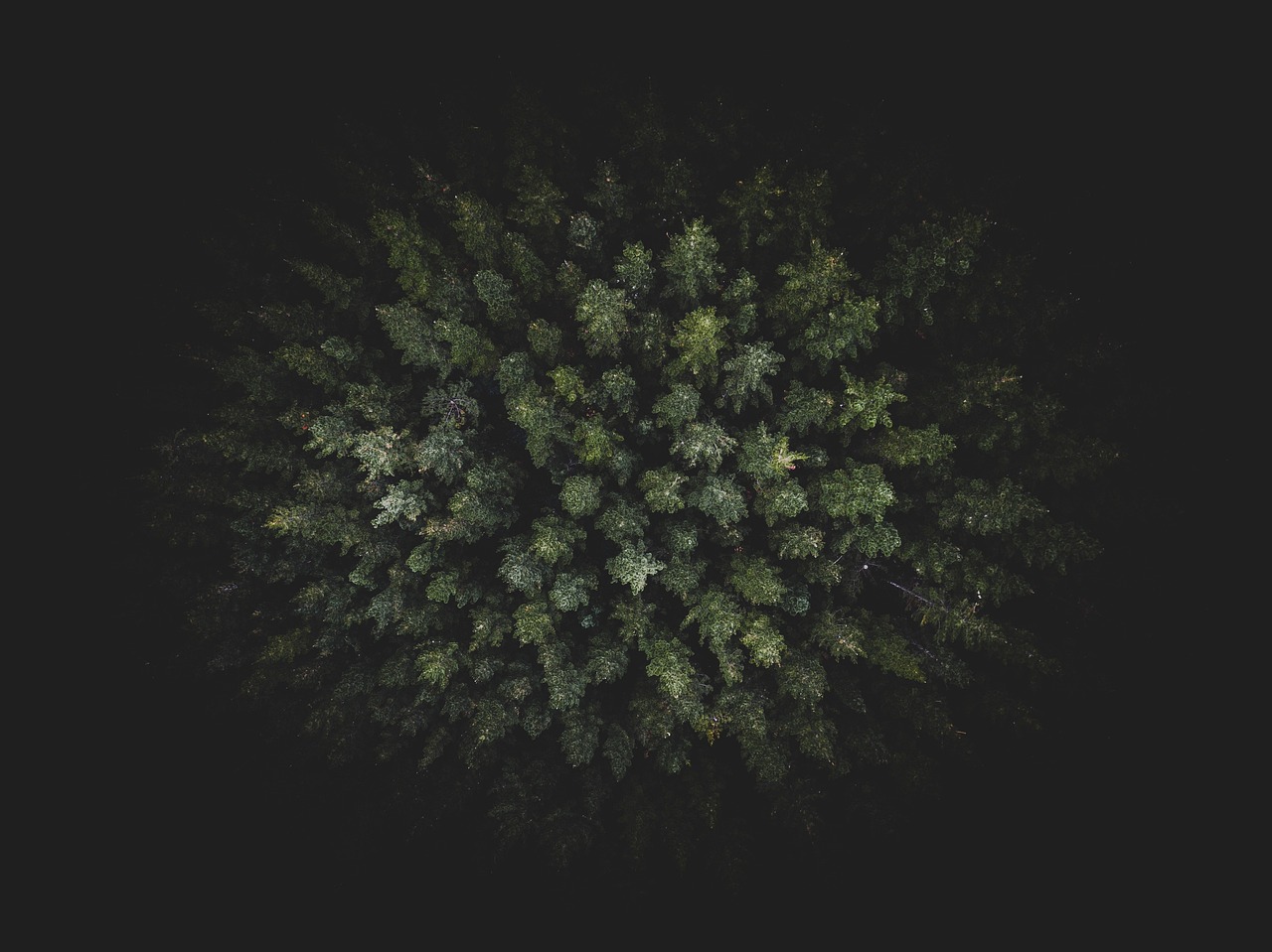an aerial view of a forest at night, a picture, by Jacob Toorenvliet, unsplash contest winner, minimalism, dark green leaves, a round minimalist behind, black fir, looking up at camera