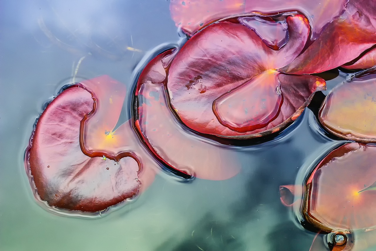 a group of water lillies floating on top of a body of water, a macro photograph, by Jan Rustem, art photography, red swirls, taken in 2 0 2 0, liquid clouds, circles