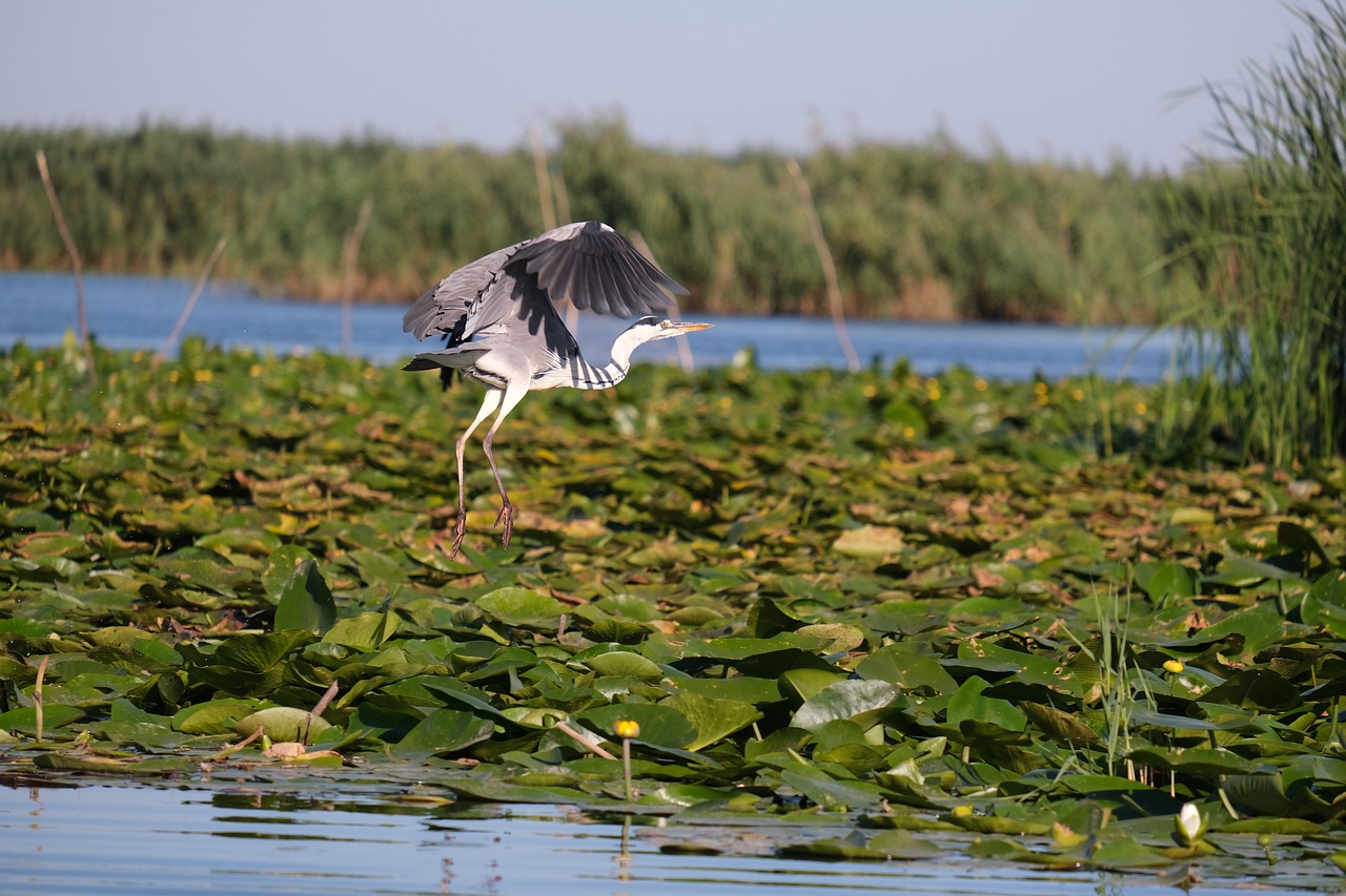 a bird that is flying over a body of water, a picture, shutterstock, hurufiyya, overgrown with aquatic plants, tourist photo, river delta, stock photo