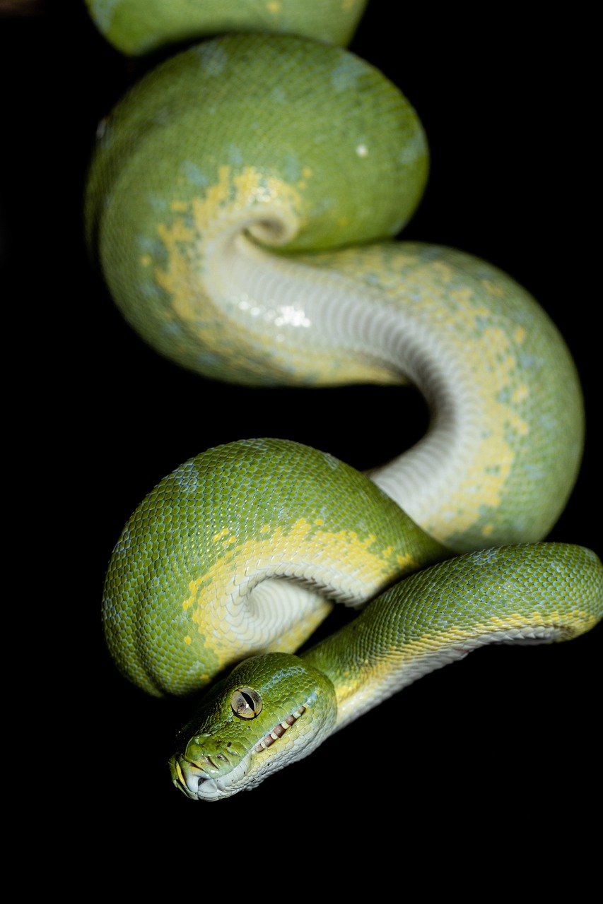 a close up of a snake on a black surface, a portrait, by Robert Brackman, shutterstock contest winner, arabesque, painted pale yellow and green, close full body shot, she is about 2 5 years old, green colored skin
