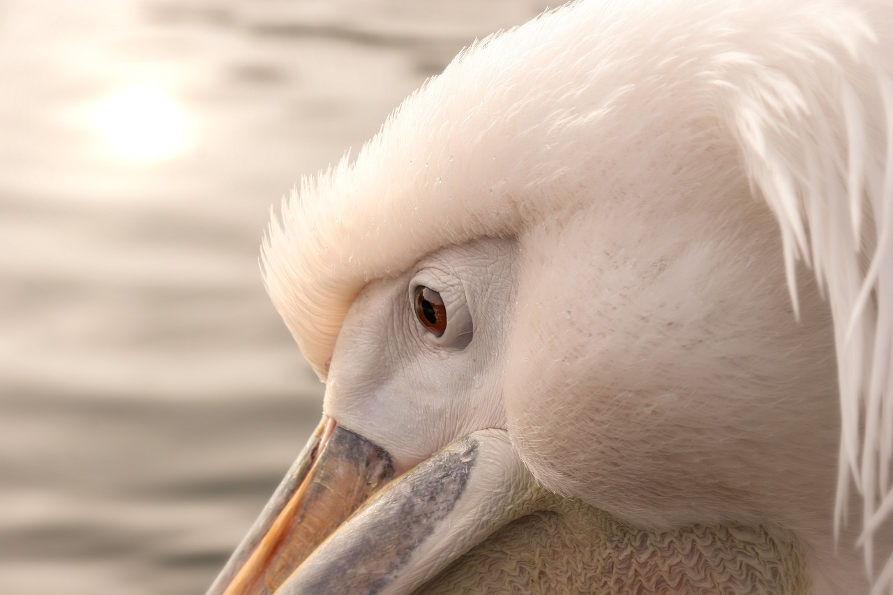 a close up of a pelican's head with water in the background, a portrait, by Jan Tengnagel, shutterstock, baroque, soft warm light, albino, super detailed picture, sun lighting