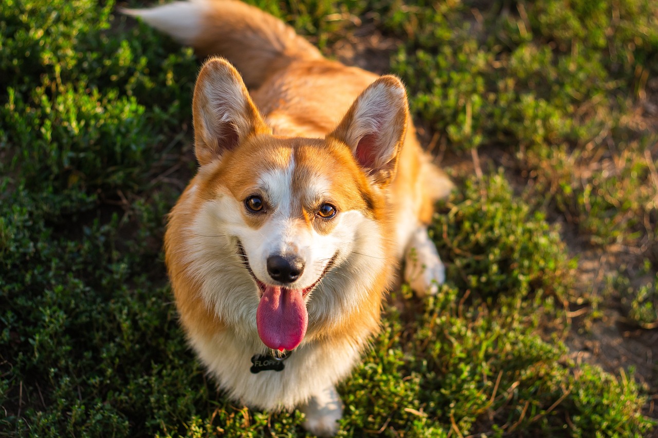 a brown and white dog standing on top of a lush green field, a portrait, by Brian Thomas, shutterstock, cute corgi, relaxing and smiling at camera, bathed in golden light, 35 mm product photo”