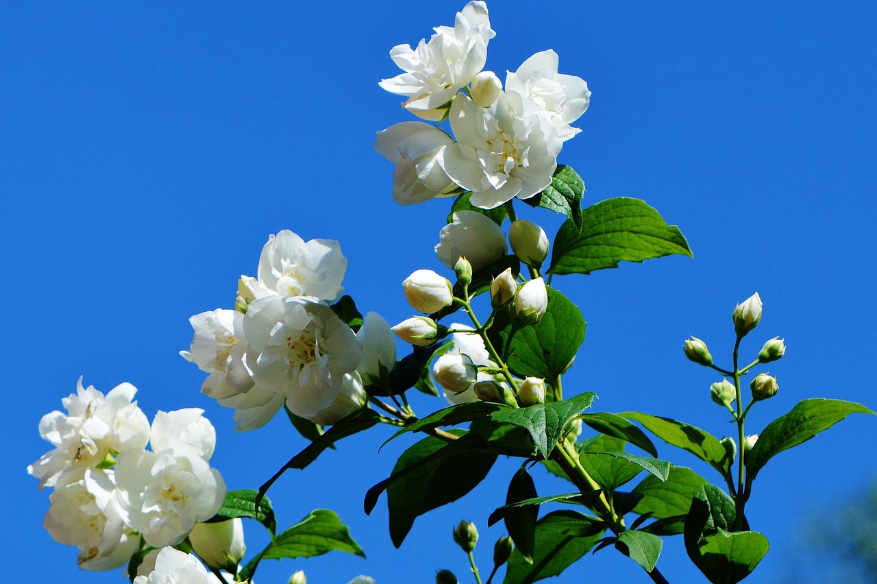 a bunch of white flowers against a blue sky, a portrait, shutterstock, romanticism, rose-brambles, princess 'kida' kidagakash, jasmine, very crisp details