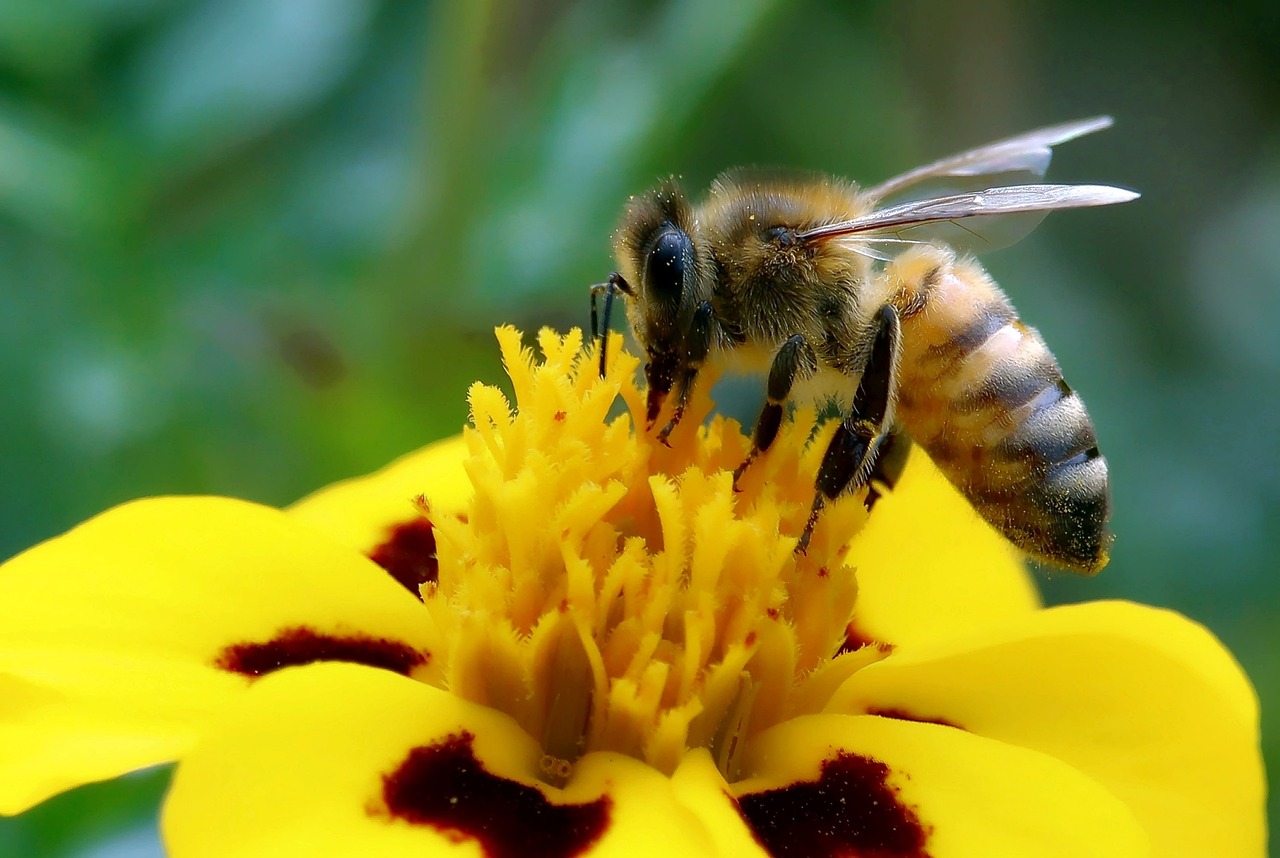 a close up of a bee on a yellow flower, happening, honey, 🦩🪐🐞👩🏻🦳, desktop wallpaper, 3 4 5 3 1