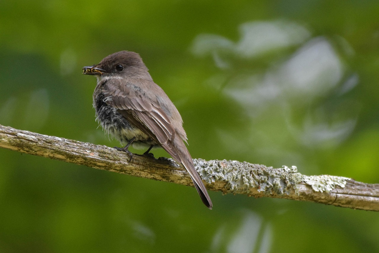 a small bird sitting on top of a tree branch, by Dietmar Damerau, flickr, mullet, eating, alabama, anna podedworna