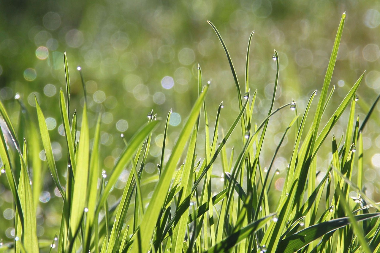 a close up of some grass with water droplets, by Jan Rustem, pixabay, lush green meadow, refracted sparkles, hay, realistic grass