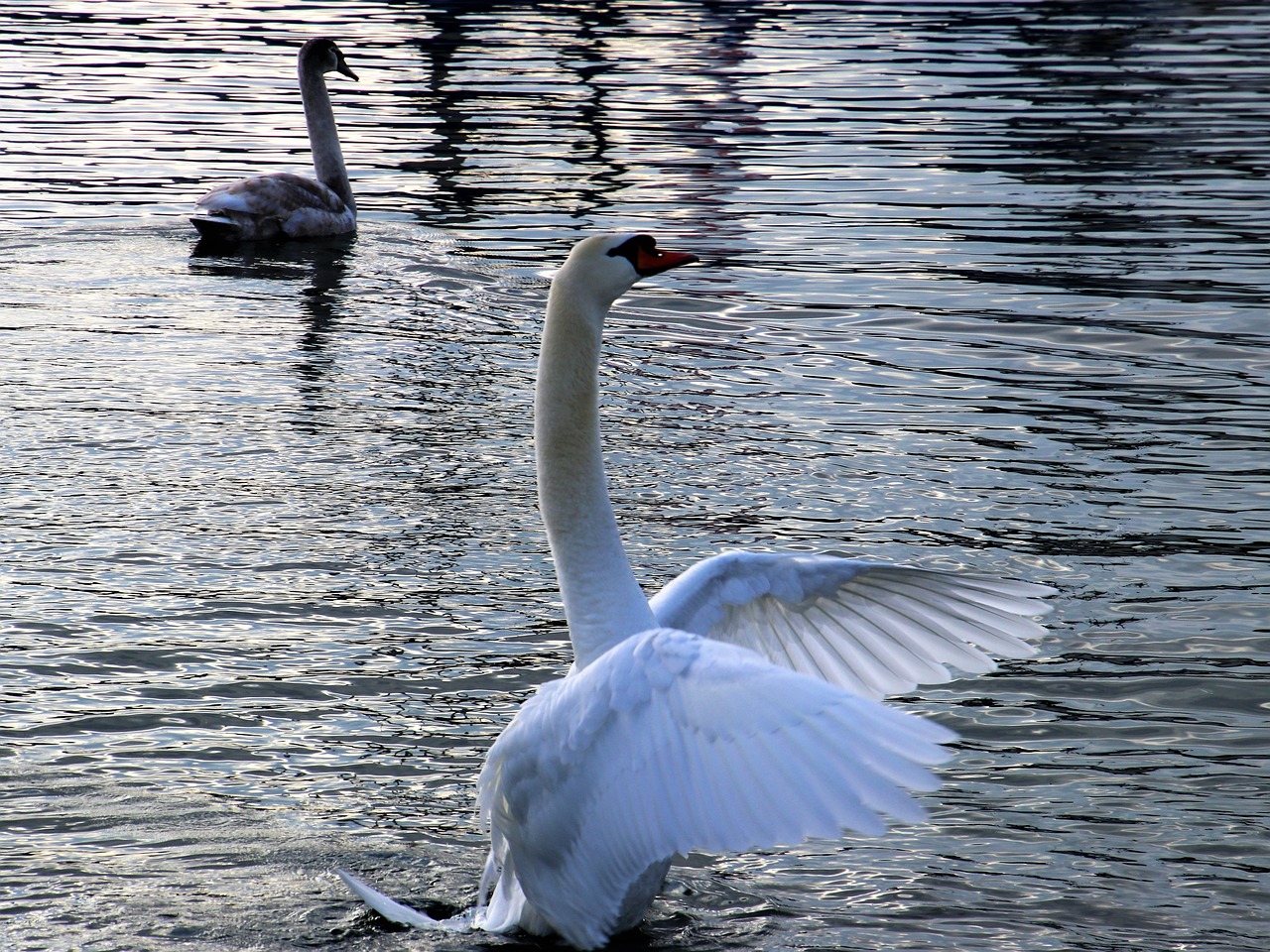 a swan flapping its wings in the water, flickr, arabesque, male and female, winter sun, img_975.raw, early evening