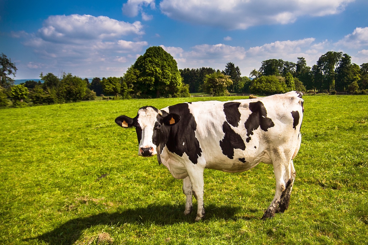 a black and white cow standing on a lush green field, a stock photo, by Richard Carline, shutterstock, vibrant and vivid, normandy, bright summer day, post processed denoised