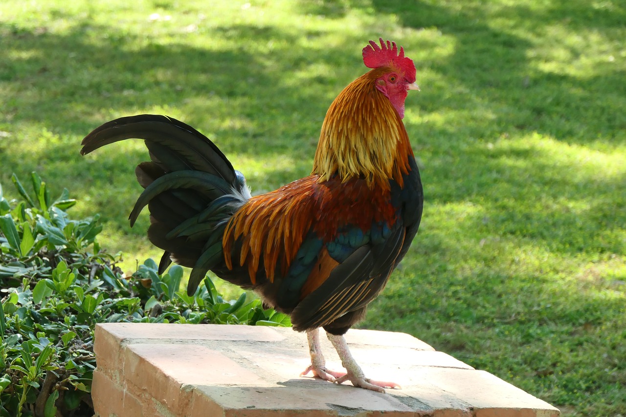 a rooster standing on a block in the grass, flickr, exquisite and handsome wings, brazilian, 2 0 1 0 photo, older male