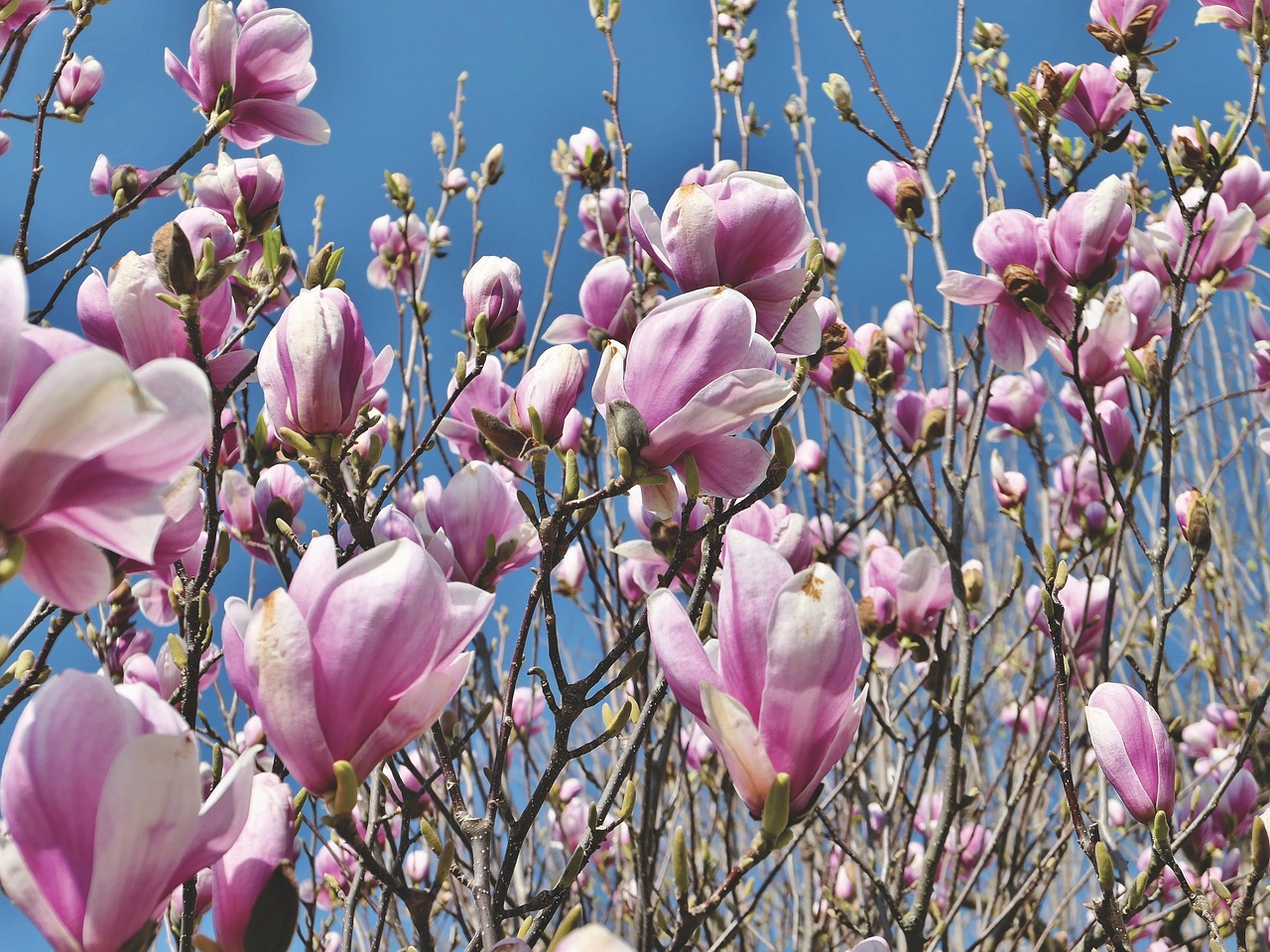 a close up of a bunch of flowers on a tree, by John Murdoch, pexels, magnolia stems, blue sky, persephone in spring, japanese flower arrangements