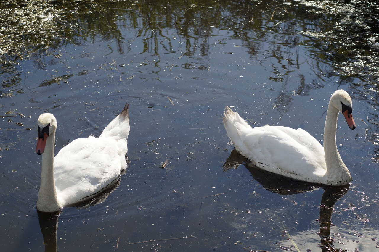 two white swans floating on top of a body of water, a photo, hurufiyya, oily puddles, high res photo, embarrassing, pov photo