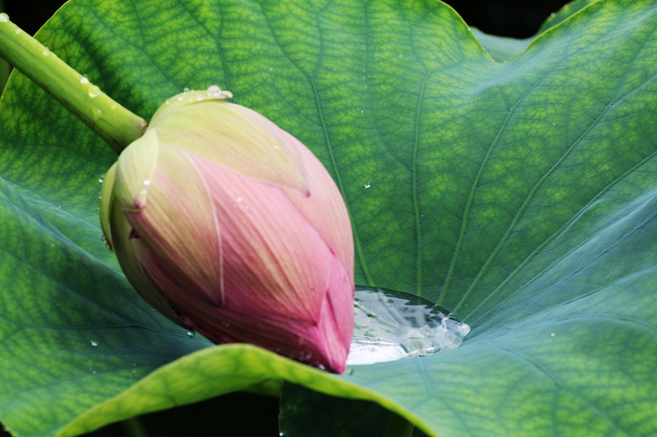 a pink flower sitting on top of a green leaf, a picture, by Maeda Masao, flickr, hurufiyya, floating in a powerful zen state, datura, tulip, day after raining