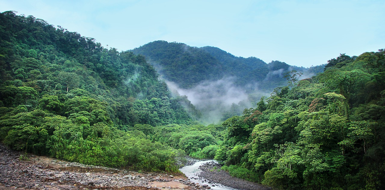 a river running through a lush green forest, inspired by Kōno Michisei, flickr, sumatraism, fog!!!, mountainous area. rare flora, dry river bed, foggy!
