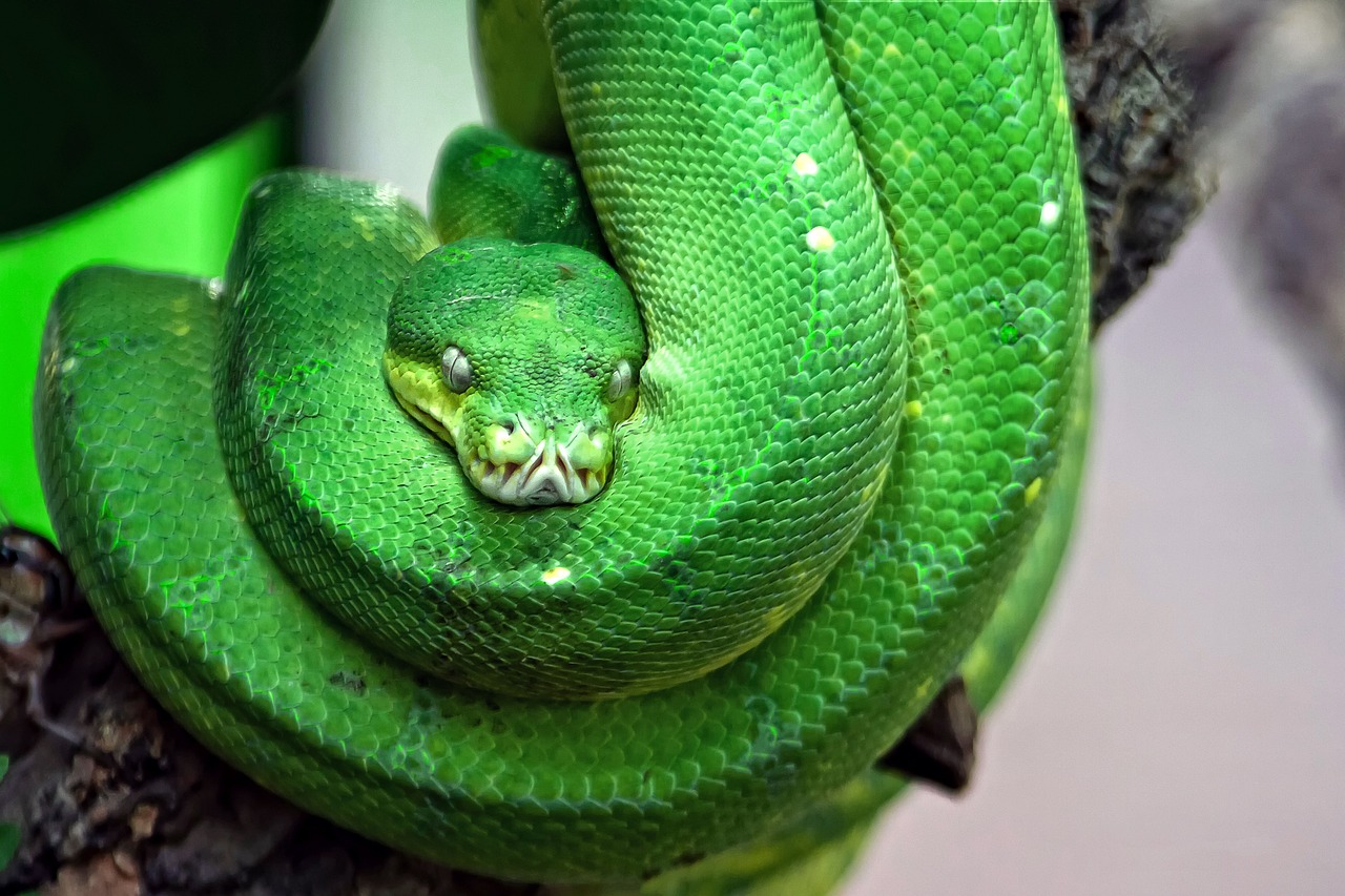 a green snake curled up on a branch, a portrait, by Aleksander Gierymski, trending on pixabay, renaissance, a python programmer's despair, a brightly colored, round portruding chin, an extremely angry