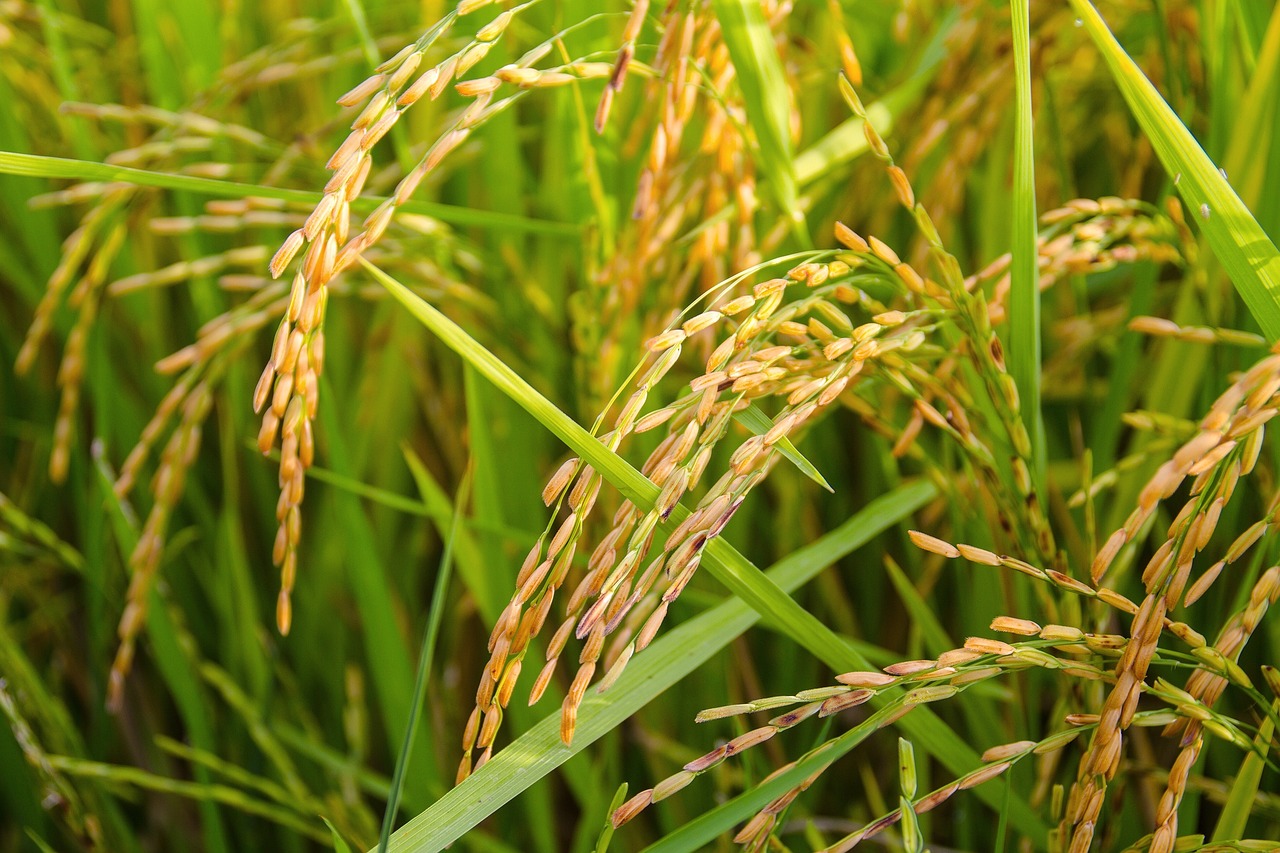 a close up of a field of rice, hurufiyya, closeup photo, japan harvest, high res photo