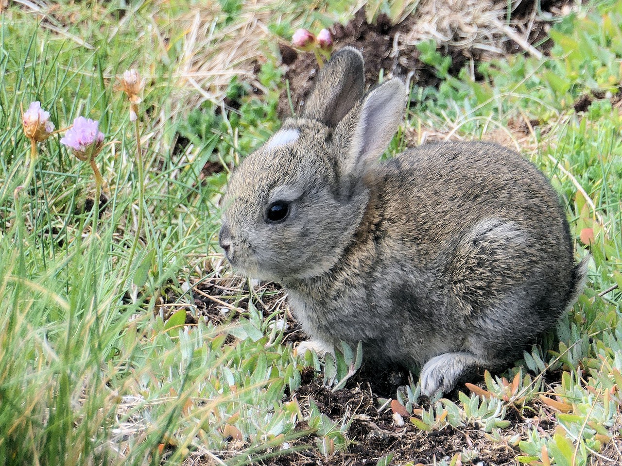 a rabbit that is sitting in the grass, crawling on the ground, julia hill, grey ears, cute little creature