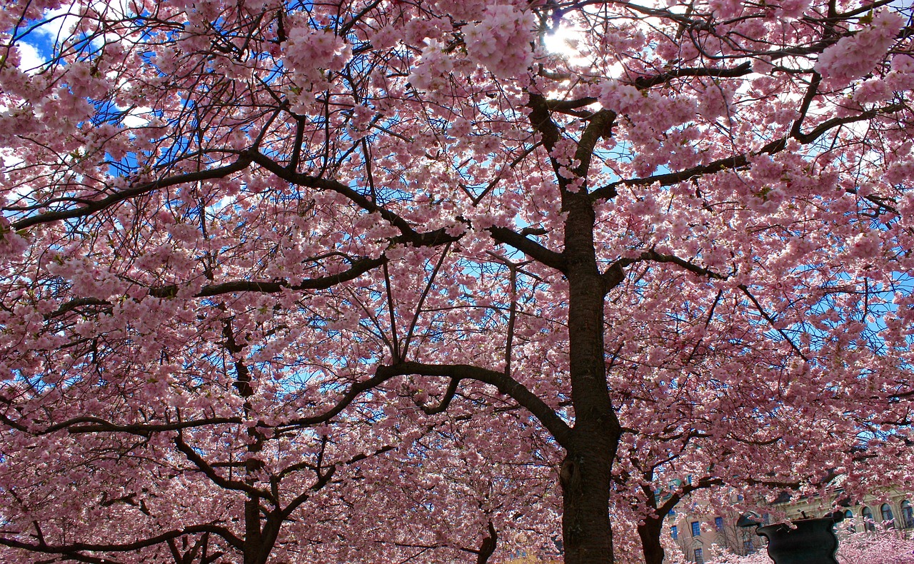 a couple of people sitting on a bench under a tree, by Jørgen Nash, flickr, huge blossoms, ((pink)), closeup!!, full morning sun